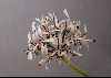 <em>Pelargonium auritum carneum</em>